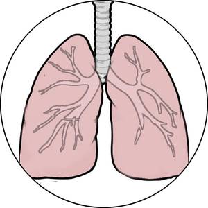 Lung Pictures For Kids - ClipArt Best