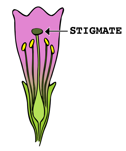 Plant Parts Clip Art Download