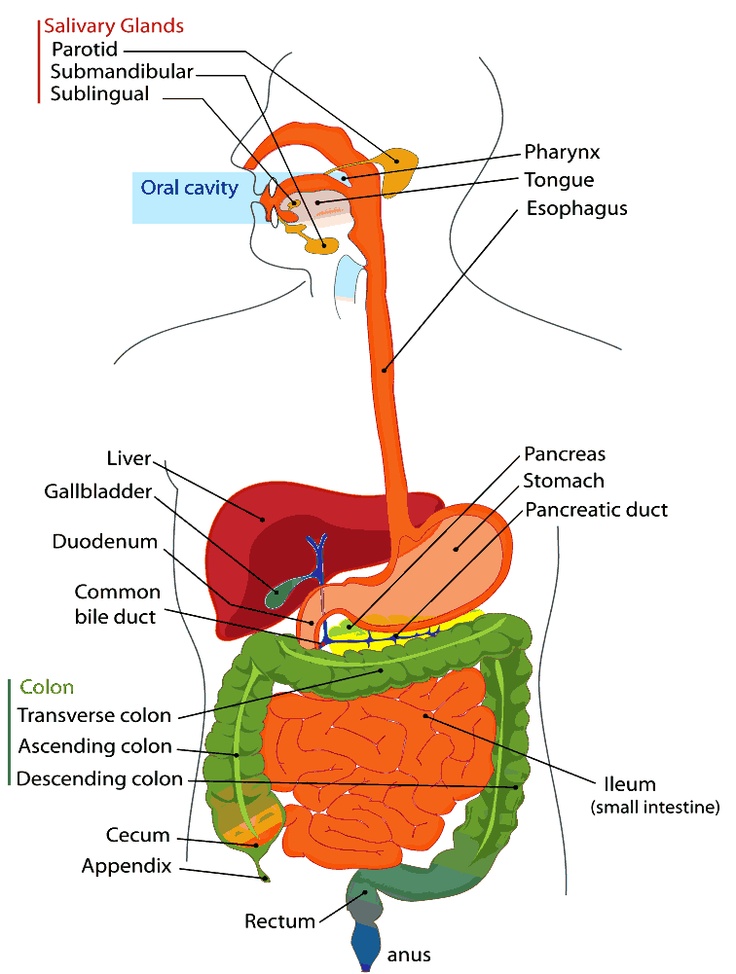 1000+ images about LAB PRACTICAL | Respiratory system ...