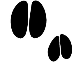 Animal tracks clipart