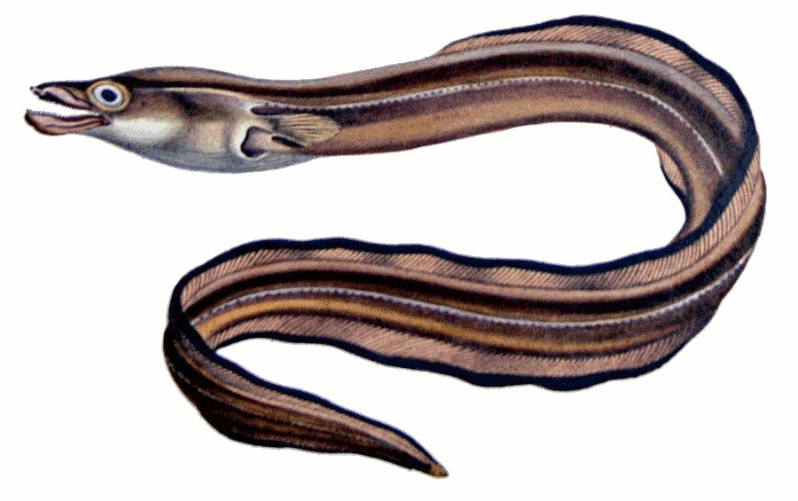 Best Eel Clipart #9777 - Clipartion.com