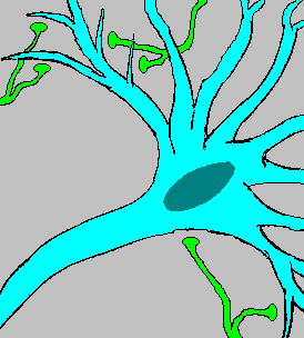 Quantum Psychology and Nervous System Functioning