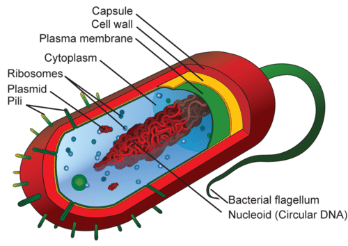 Prokaryotic and Eukaryotic Cells ( Read ) | Biology | CK-12 Foundation