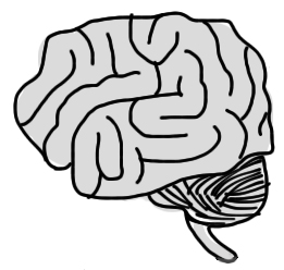 Brain Sketch - ClipArt Best