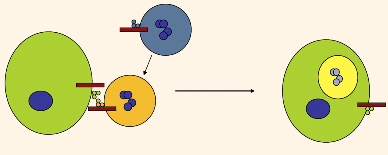 Efferocytosis: another function of uPAR | Blood Journal