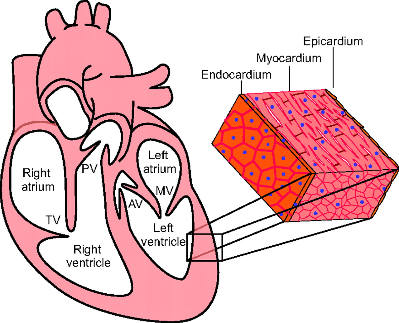 Partitioning the heart: mechanisms of cardiac septation and valve ...