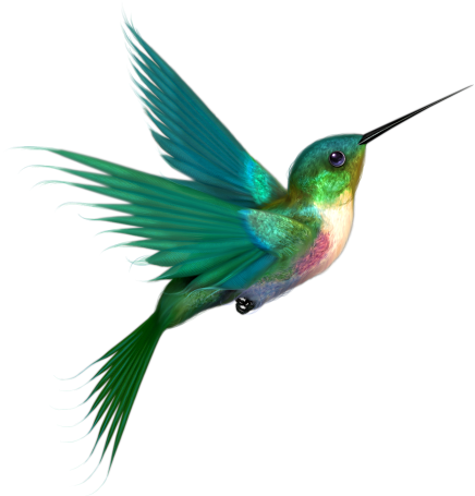 Hummingbird Drawings - ClipArt Best