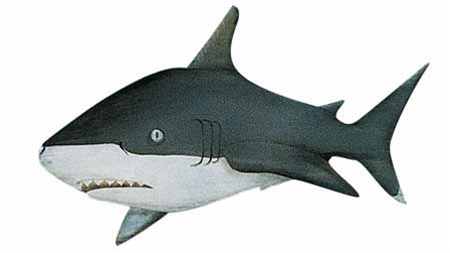 Shark stencil