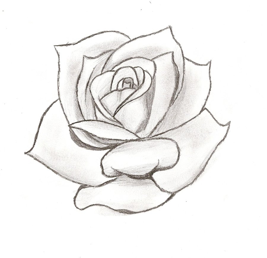 Rose Stencil Cake Ideas and Designs