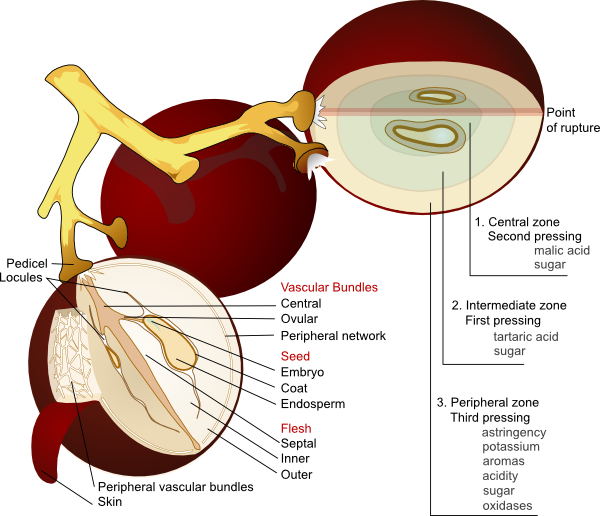 Wine Grape Diagram En clip art - vector clip art online, royalty ...