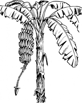 Download Banana Tree clip art Vector Free