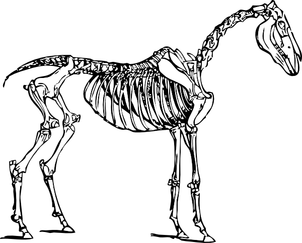 Human Skeleton Clip Art Vector Clip Art Online Royalty Free