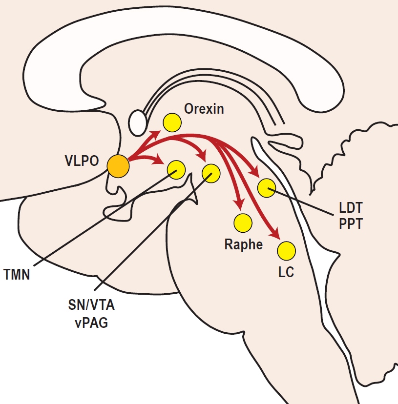NeuroscienceFigures2012HMB300 - VLPO Projections Schematic Diagram