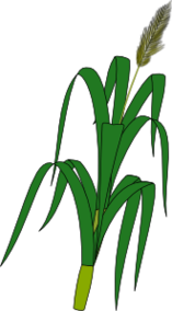 Wheat Clip Art Clipart - Free to use Clip Art Resource