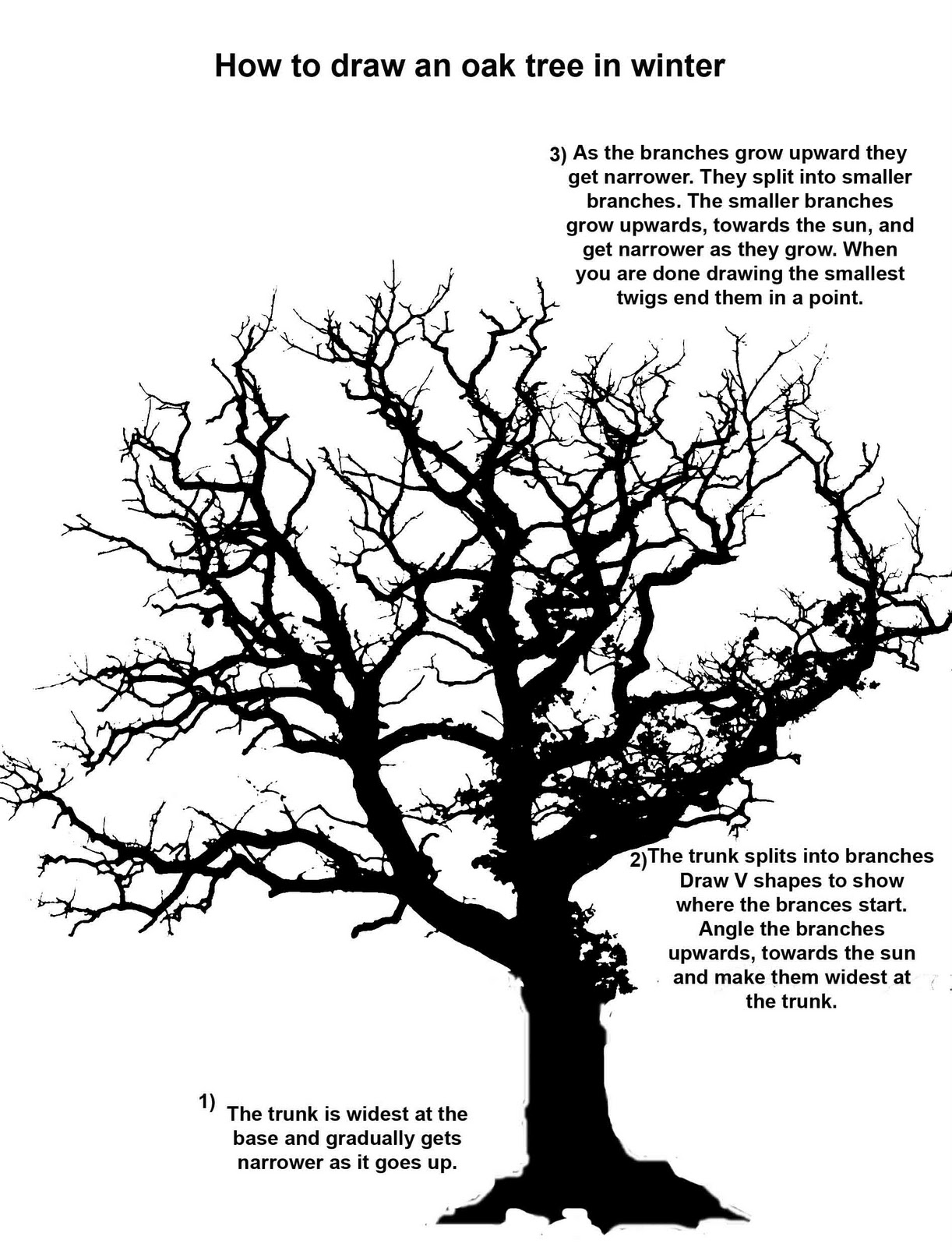 Tree No Leaves Drawing - Viewing Gallery