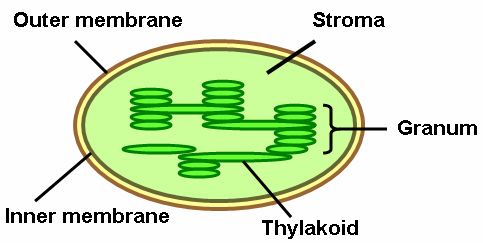Thylakoid