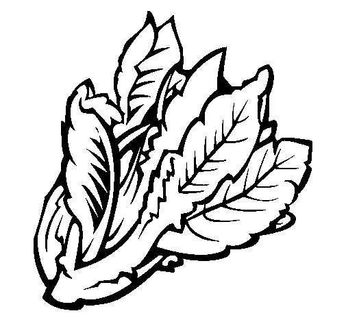 Lettuce Coloring Page - ClipArt Best