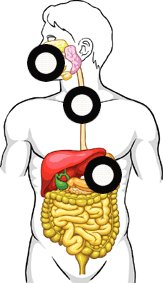 Mouth- Mechanical and chemical digestion occur here. Mech ...