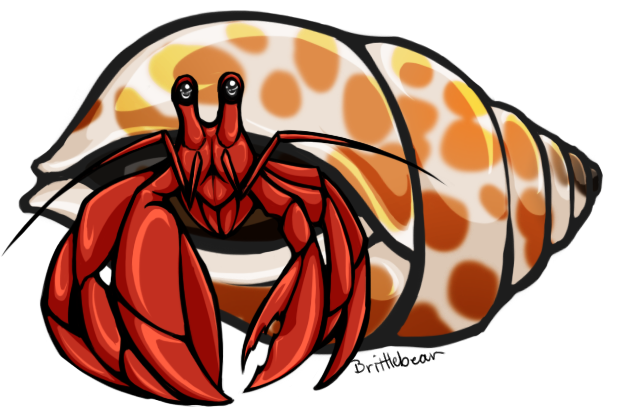 Hermit Crab by Brittlebear on DeviantArt