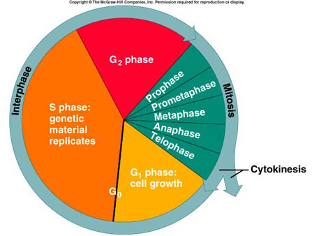 Citrus College - Chapter 8: The Cell Cycle