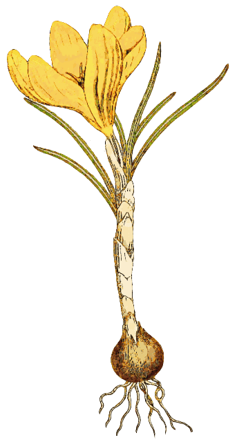 Free Crocus Clipart - Public Domain Flower clip art, images and ...