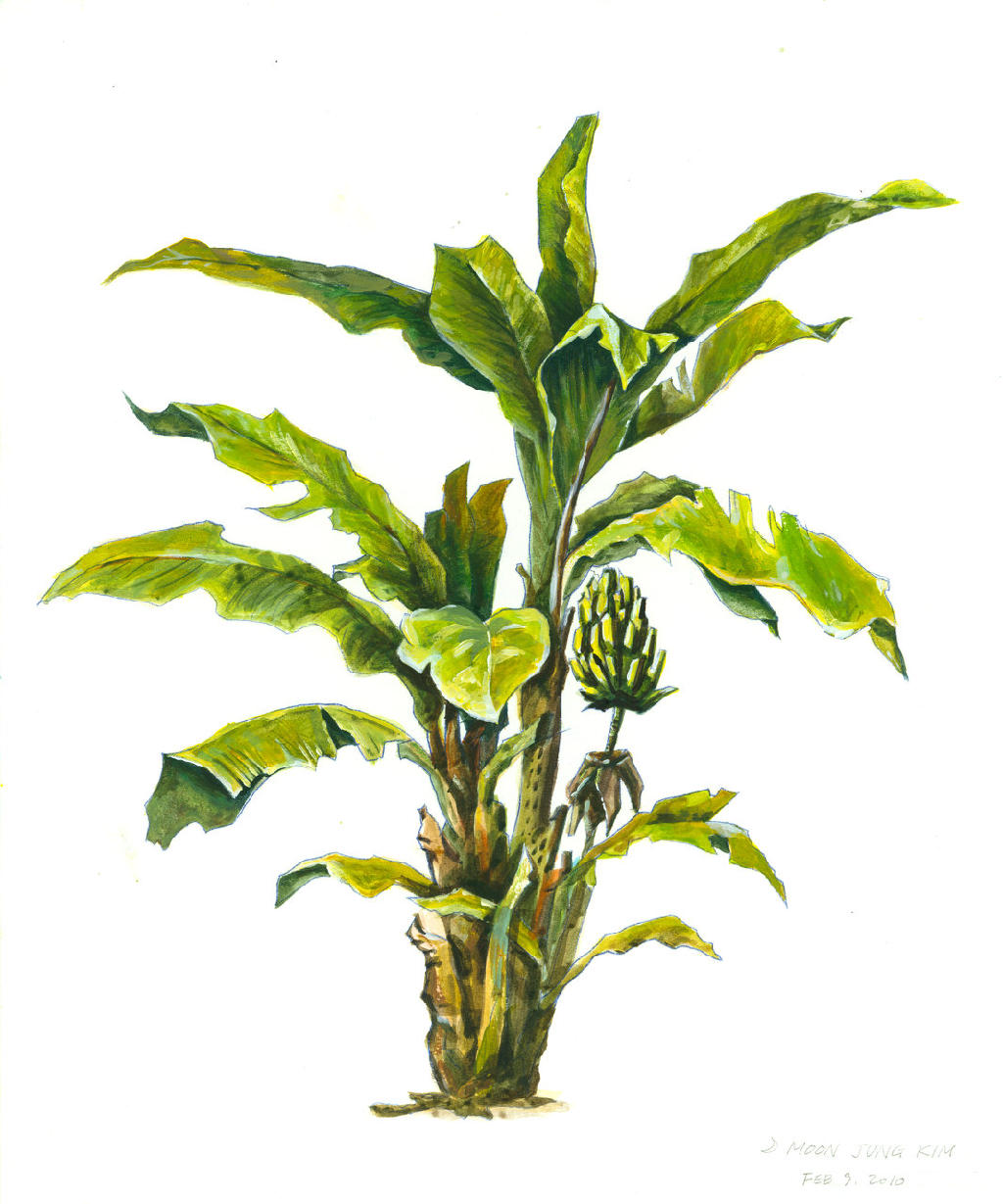 Banana Tree Drawing | Free Download Clip Art | Free Clip Art | on ...