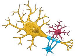 Neuron Drawing - ClipArt Best