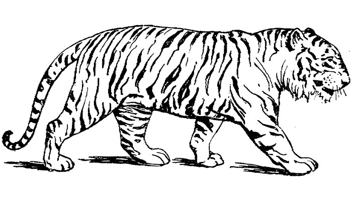 60+ Tiger Shape Templates, Crafts & Colouring Pages | Free ...