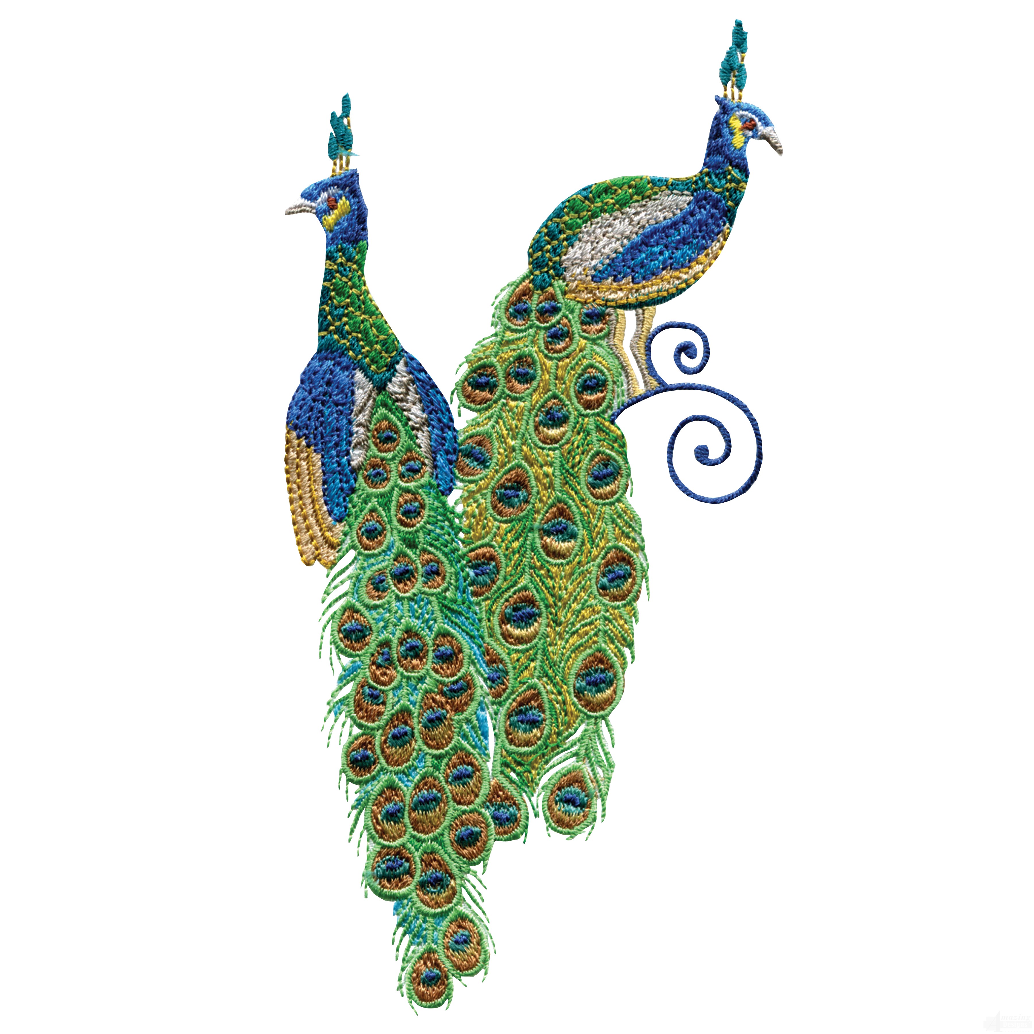 Peacock Border Designs - Free Clipart Images