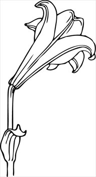 Easter lilies clipart drawing