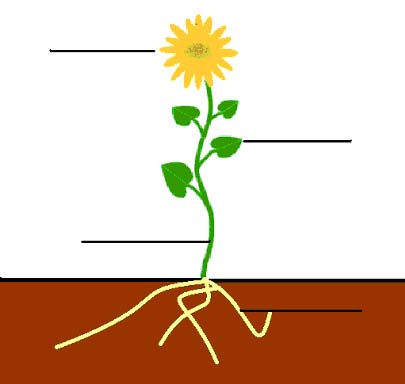 baes [licensed for non-commercial use only] / plants