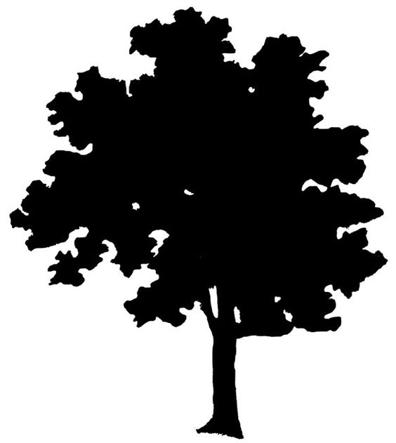 Trees, Ash and Google