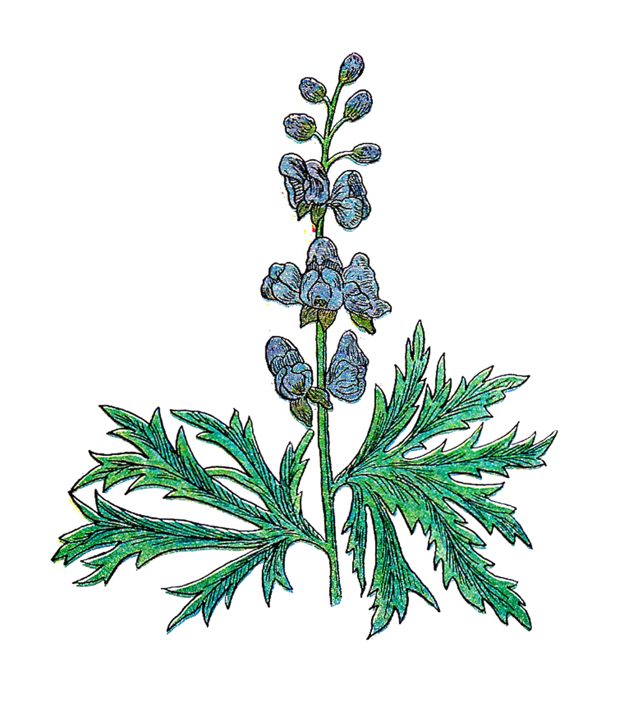 Botanical Clip Art Clipart - Free to use Clip Art Resource