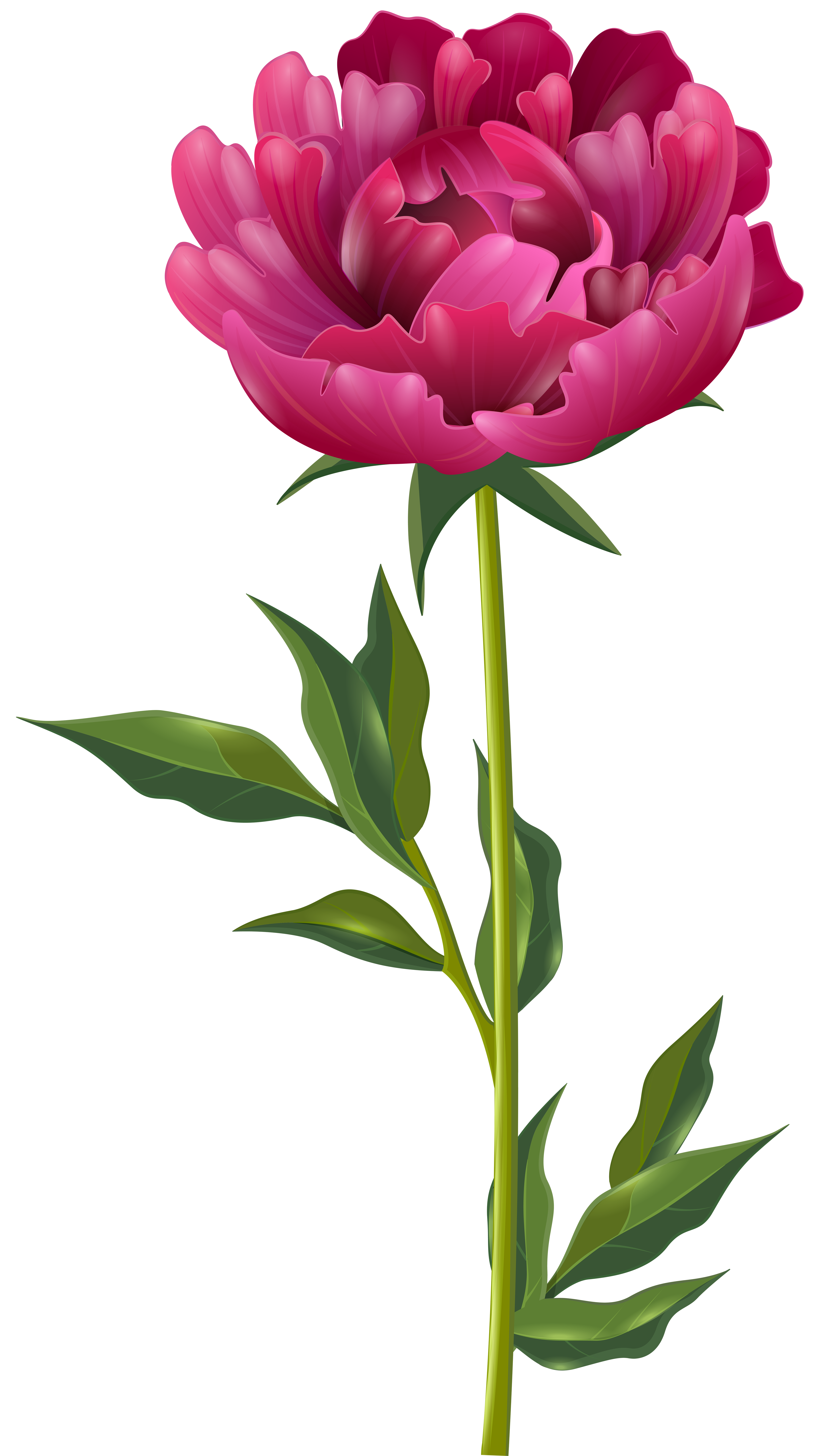Pink Peony PNG Clip Art Image
