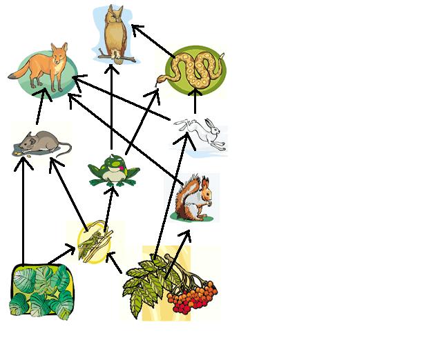 mrscolagiovanni - Grade 4 Unit 2 Digestion, Food chains and Food webs