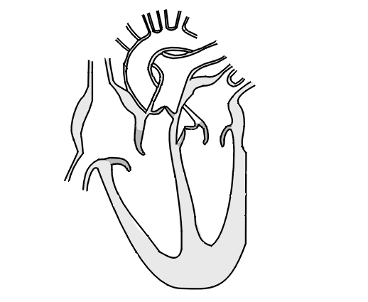 Unlabelled Diagram Of The Heart