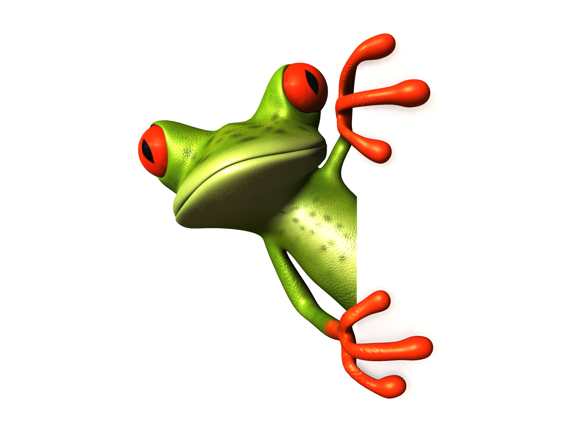 Colorful Tree Frogs Wallpapers | Images Guru