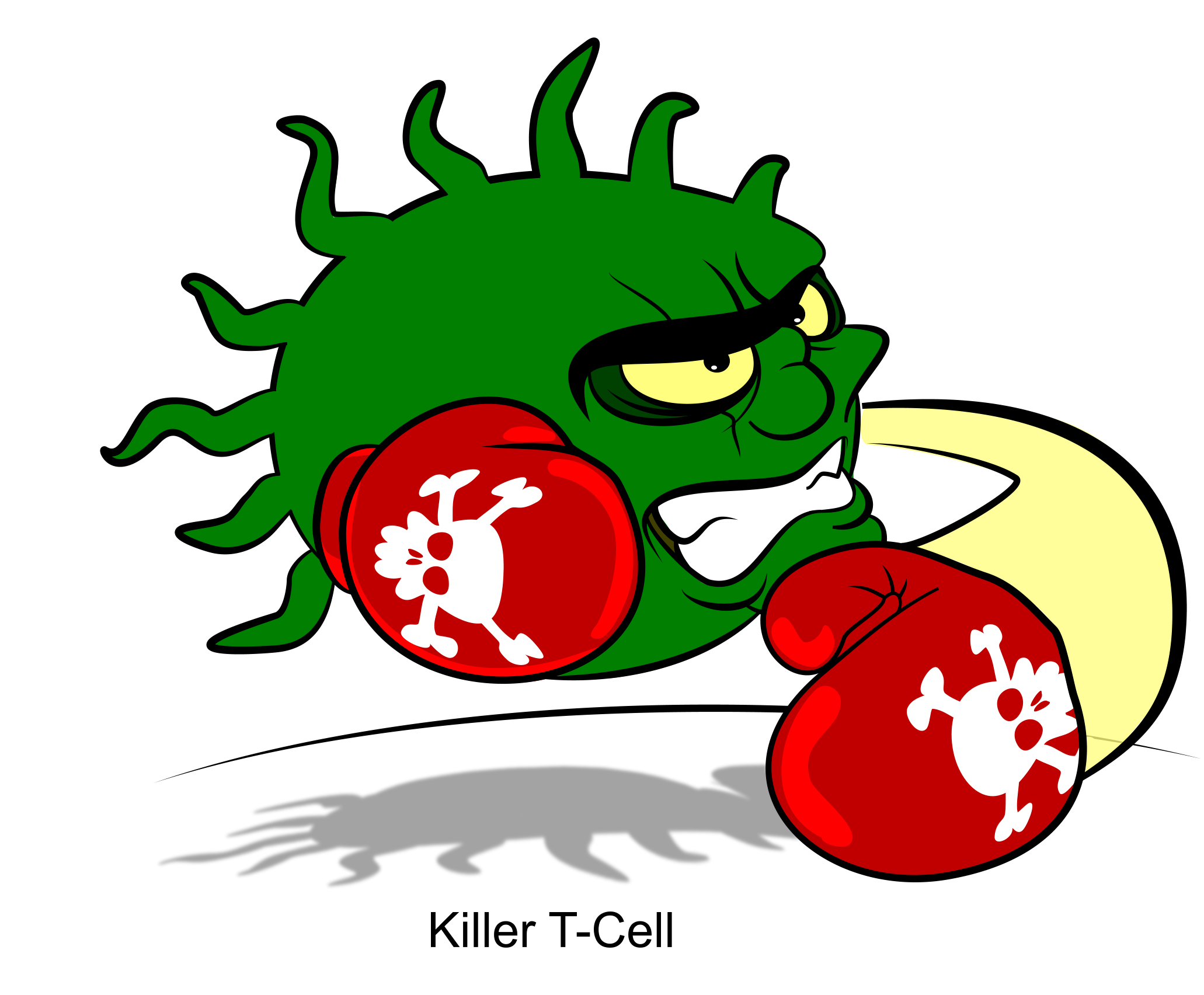 White Blood Cell Diagram | Free Download Wiring Diagram Schematic
