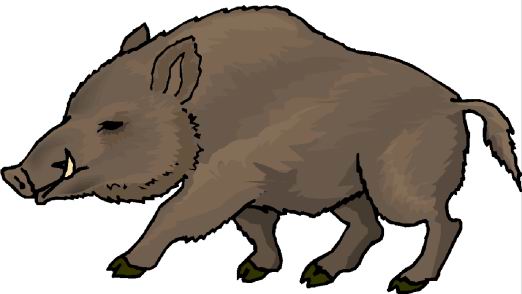 Boars Clip Art