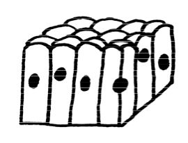 Anatomy and Physiology of Animals/Body Organisation - Wikibooks ...