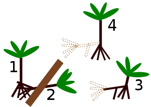 Socratea exorrhiza