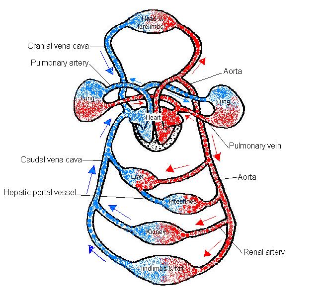 Diagram Blood Circulation Labeled | UniversalHealthCarela.