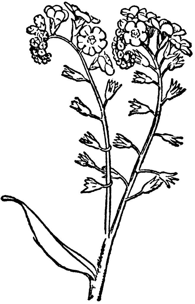 Forget-me-not | ClipArt ETC