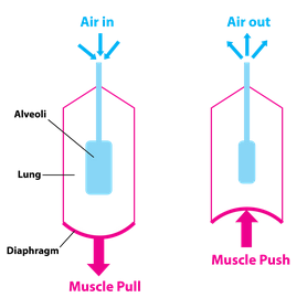 Pressure regulation and fluid dynamics of the respiratory system ...