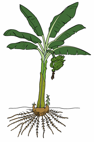 Morphology of banana plant | News, knowledge and information on ...