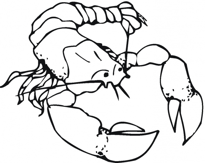 Lobster Outline - Free Clipart Images