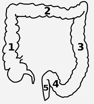 Jejunum and Small Intestine
