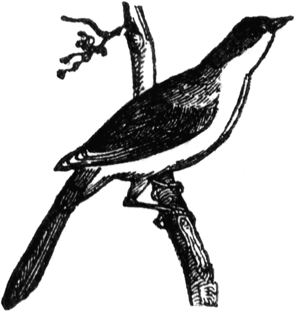 Mockingbird | ClipArt ETC