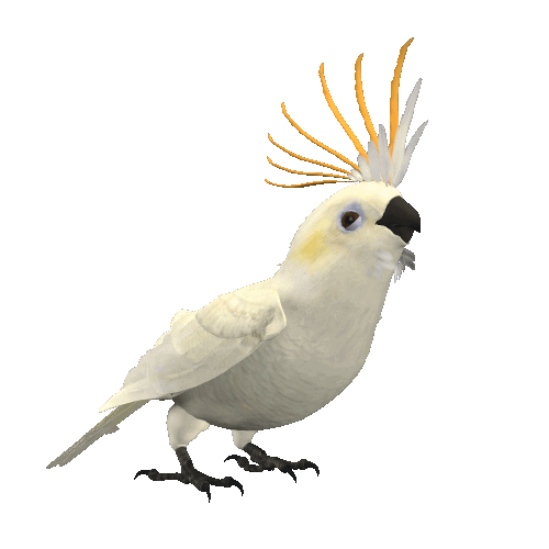 Great Animated Parrot Gifs at Best Animations