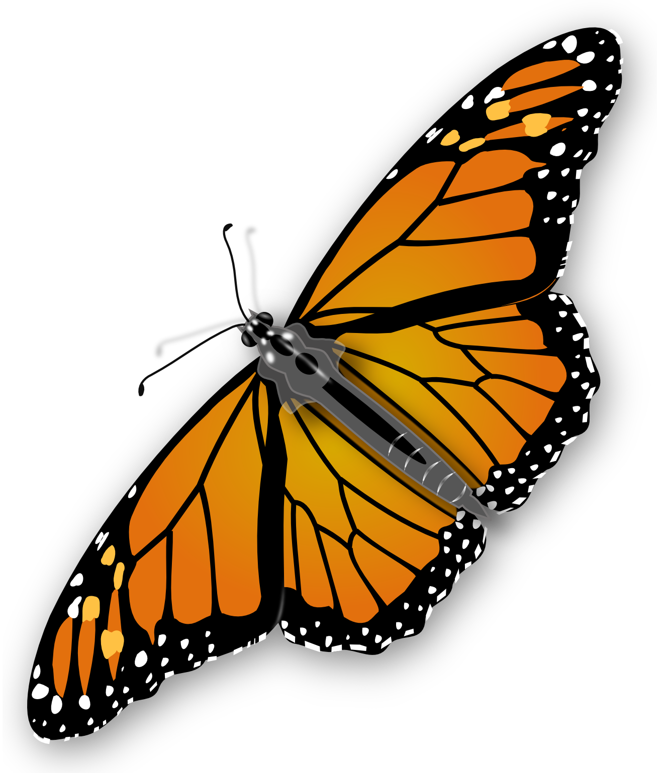 Butterfly PNG image, free picture download